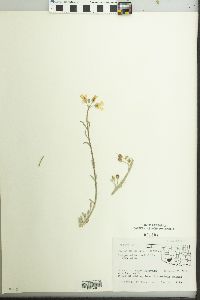 Physaria ovalifolia image