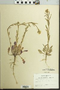 Paysonia grandiflora image