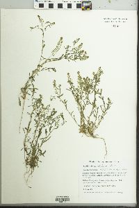 Lepidium apetalum image