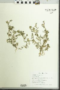 Lepidium didymum image