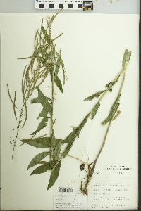 Borodinia canadensis image