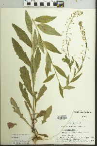 Borodinia canadensis image