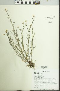 Arabidopsis lyrata image