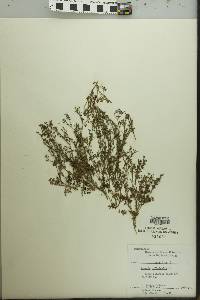 Fumaria officinalis image