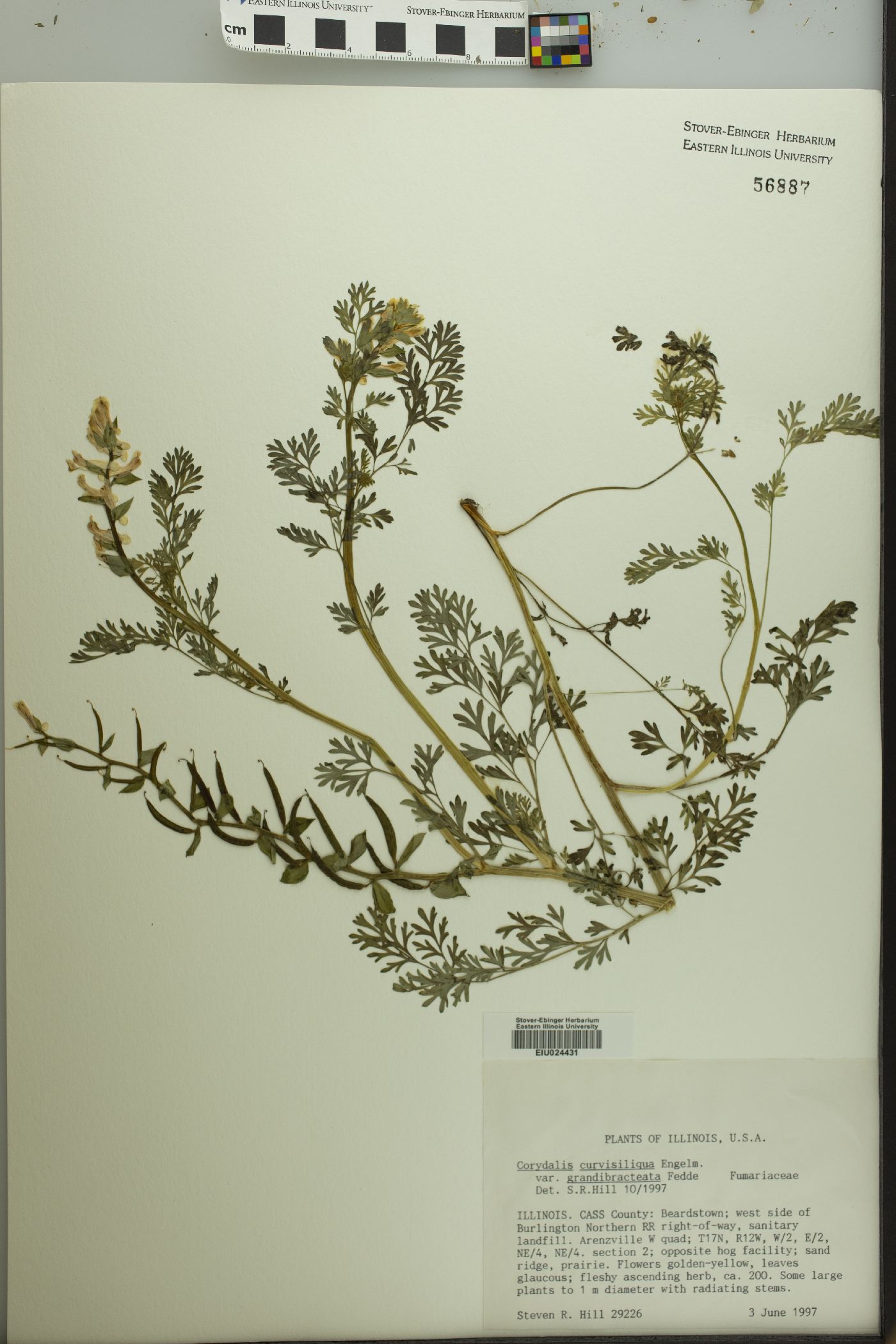 Corydalis curvisiliqua image