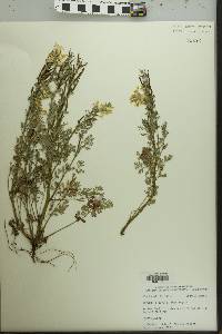 Corydalis curvisiliqua image