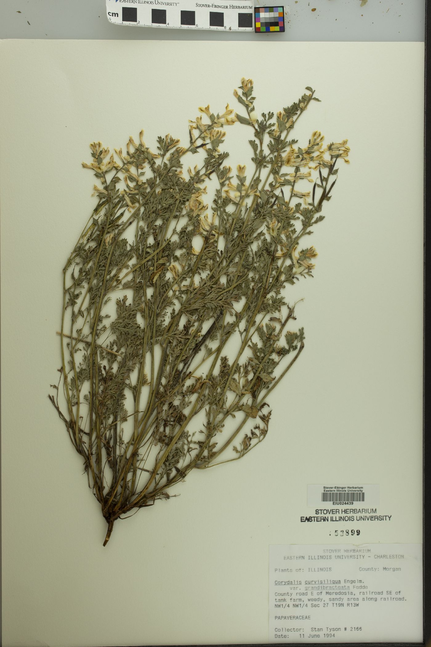 Corydalis curvisiliqua image