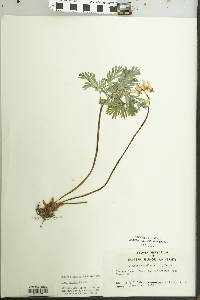 Dicentra cucullaria image