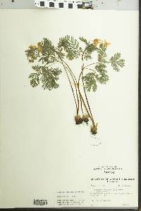 Dicentra cucullaria image