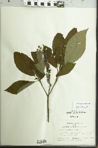 Clethra acuminata image