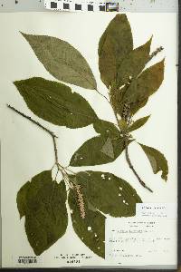 Clethra acuminata image