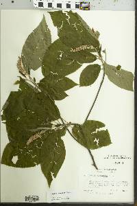 Clethra acuminata image