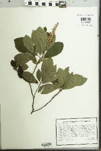 Clethra alnifolia image