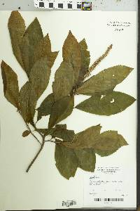 Clethra alnifolia image