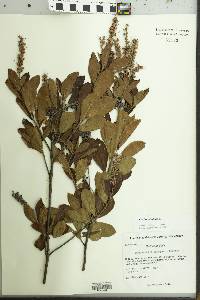 Clethra alnifolia image