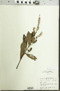 Clethra alnifolia image