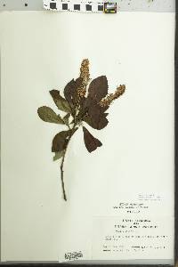 Clethra alnifolia image