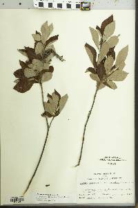 Image of Clethra tomentosa