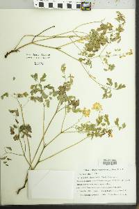 Image of Pseudofumaria lutea