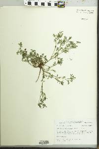 Corydalis micrantha image