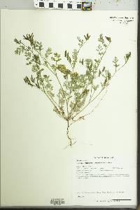 Corydalis micrantha image