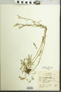 Corydalis aurea image