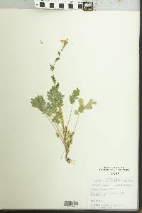 Corydalis flavula image