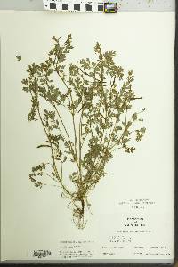 Corydalis flavula image