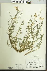 Corydalis micrantha image