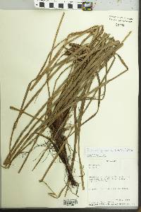 Cyperus guianensis image