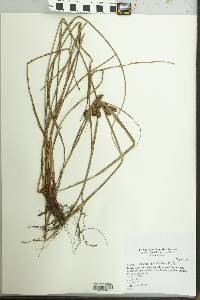 Cyperus cornelii-ostenii image