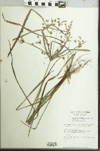 Image of Cyperus chalaranthus