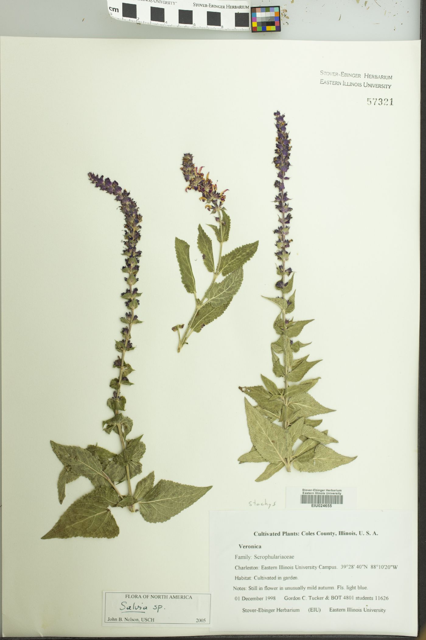 Salvia x sylvestris image