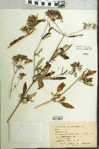 Image of Patrinia scabiosifolia