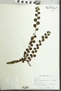 Cotoneaster divaricatus image
