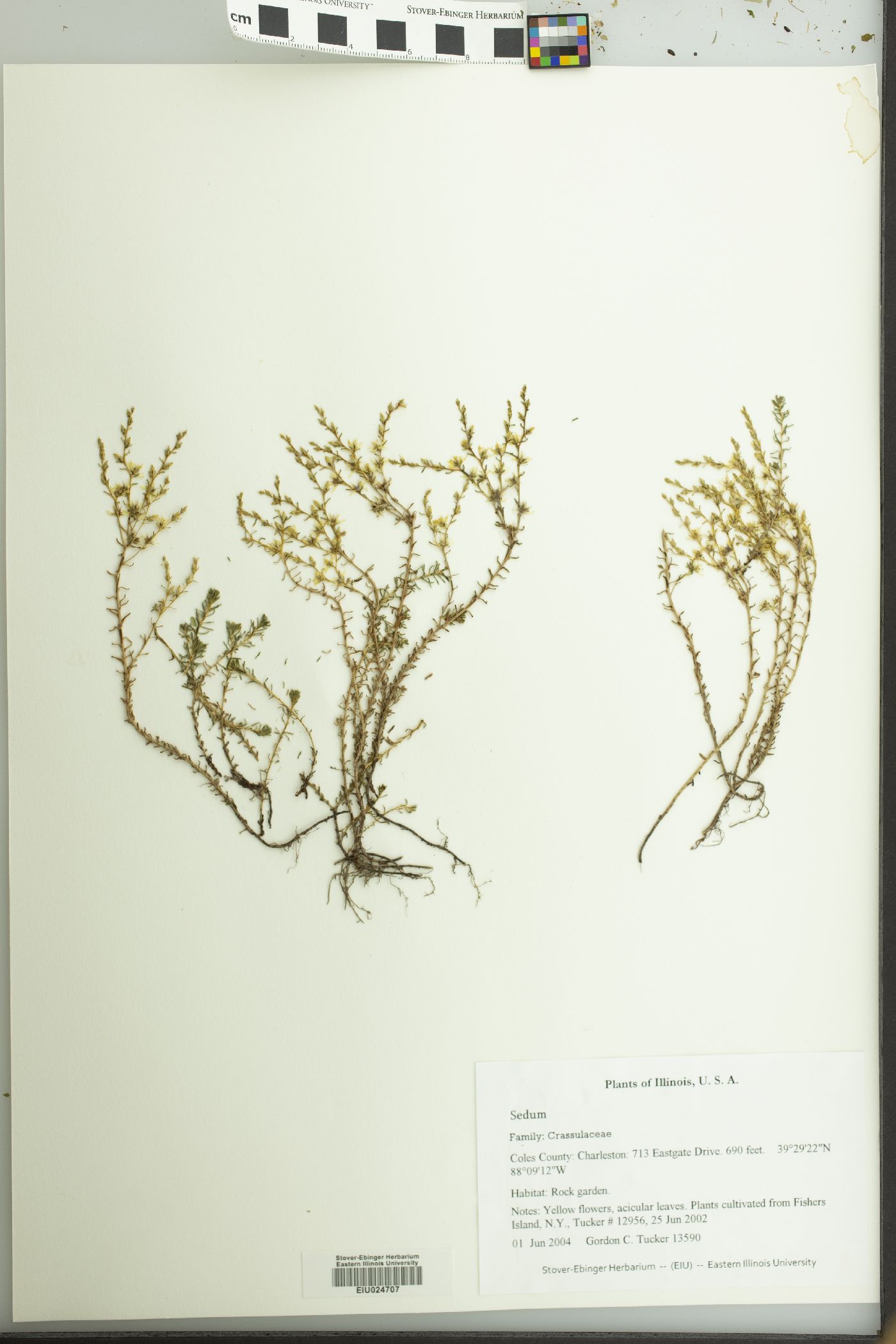 Sedum reflexum image