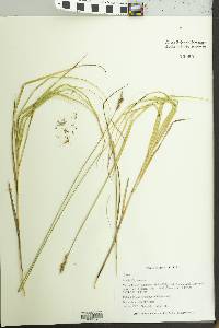 Carex festucacea image