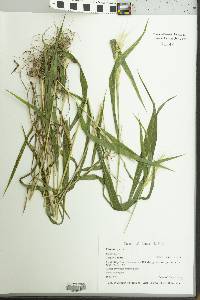 Elymus hystrix image