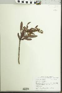 Conocarpus erectus image