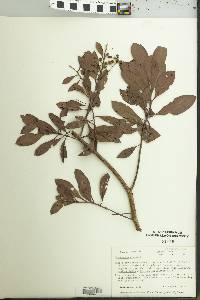 Conocarpus erectus image