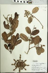 Laguncularia racemosa image