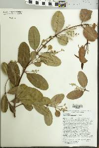 Laguncularia racemosa image