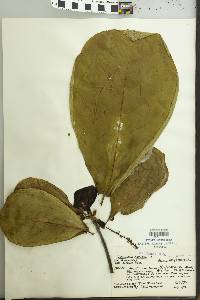 Terminalia catappa image