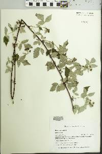 Rubus occidentalis image