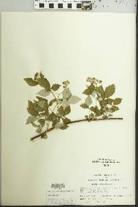 Rubus occidentalis image