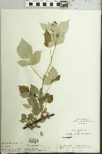 Rubus occidentalis image