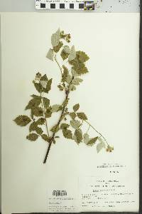 Rubus occidentalis image