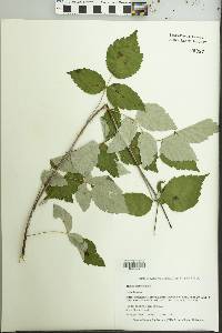 Rubus occidentalis image