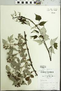 Rubus occidentalis image