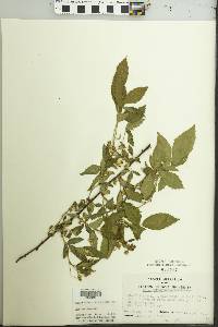 Rubus argutus image